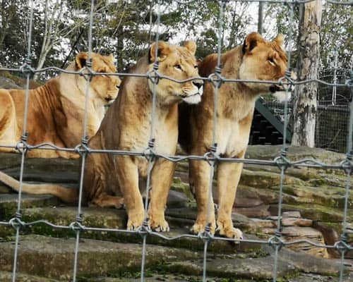 Lions at Five Sisters Zoo