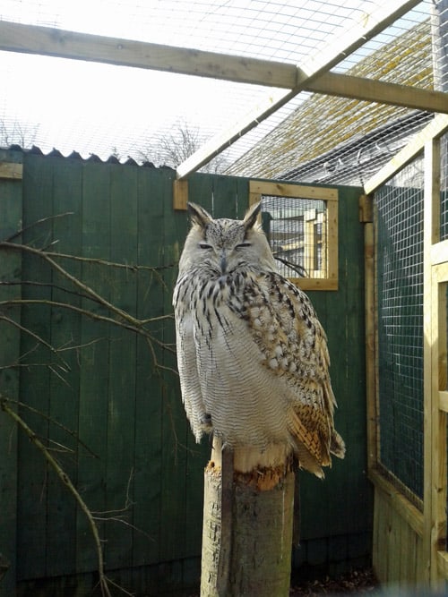 Scottish Owl Centre Located at Polkemmet Park