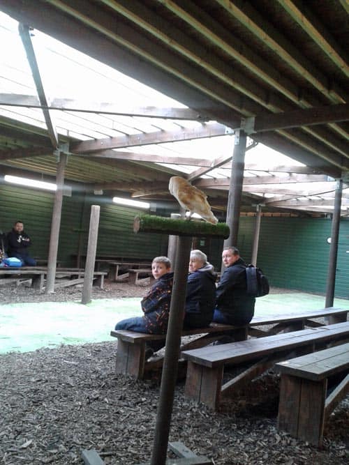 Owl at the Scottish Owl Centre